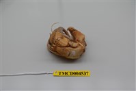 藏品(短腕陸寄居蟹)的圖片